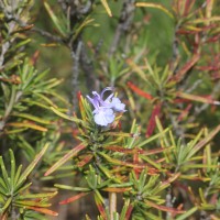 Salvia rosmarinus Spenn.